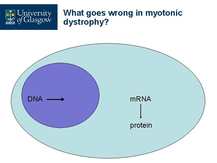 What goes wrong in myotonic dystrophy? DNA m. RNA protein 
