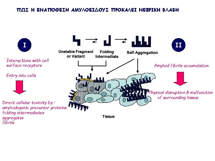 ΠΩΣ Η ΕΝΑΠΟΘΕΣΗ ΑΜΥΛΟΕΙΔΟΥΣ ΠΡΟΚΑΛΕΙ ΝΕΦΡΙΚΗ ΒΛΑΒΗ I Interactions with cell surface receptors II