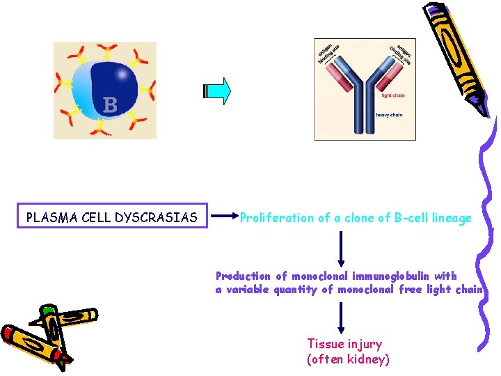 PLASMA CELL DYSCRASIAS Proliferation of a clone of B-cell lineage Production of monoclonal immunoglobulin