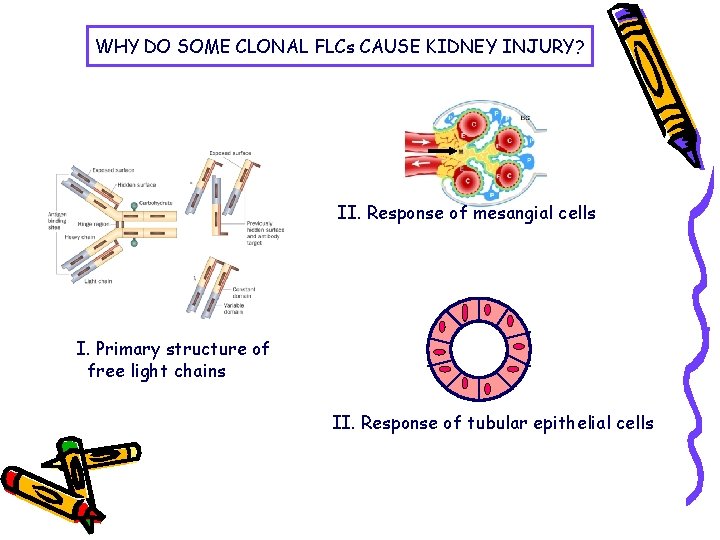 WHY DO SOME CLONAL FLCs CAUSE KIDNEY INJURY? II. Response of mesangial cells I.