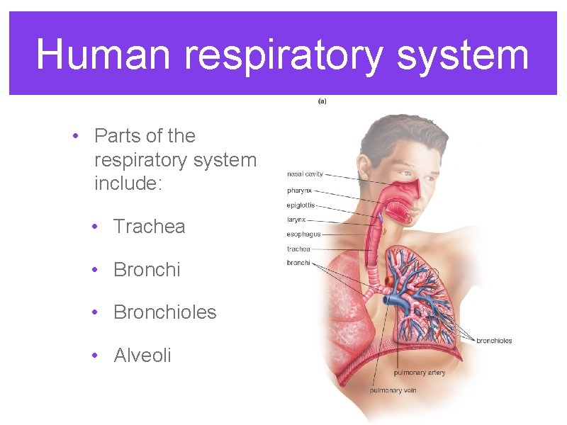 Human respiratory system • Parts of the respiratory system include: • Trachea • Bronchioles