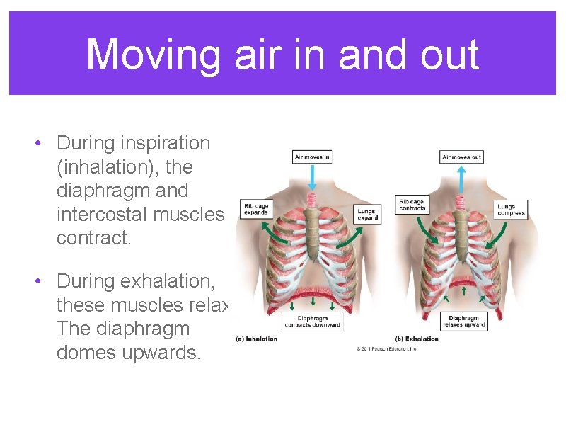Moving air in and out • During inspiration (inhalation), the diaphragm and intercostal muscles
