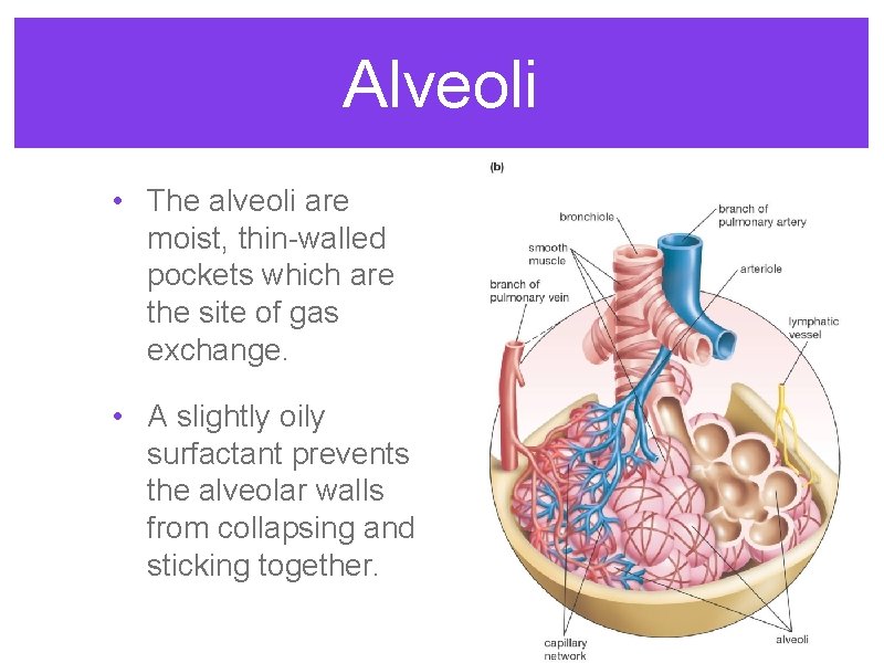 Alveoli • The alveoli are moist, thin-walled pockets which are the site of gas