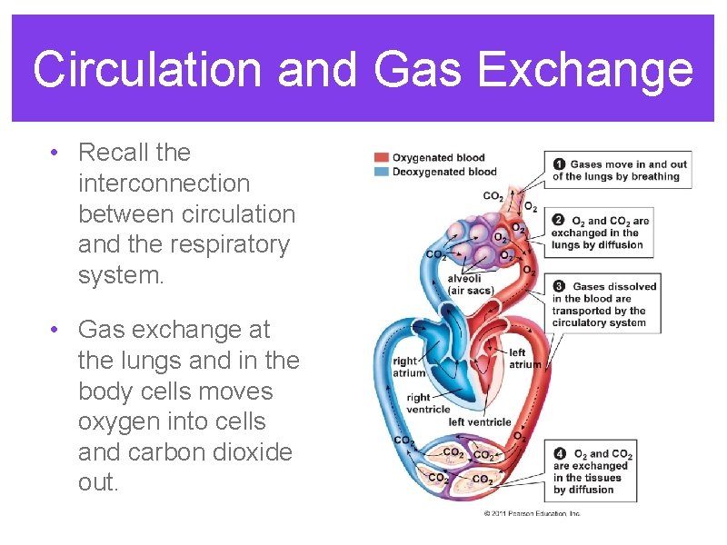 Circulation and Gas Exchange • Recall the interconnection between circulation and the respiratory system.