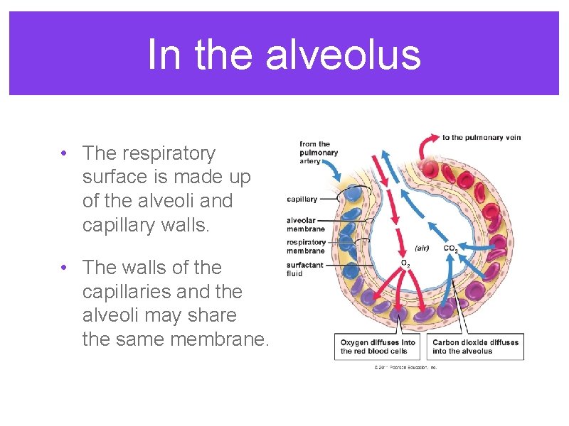 In the alveolus • The respiratory surface is made up of the alveoli and