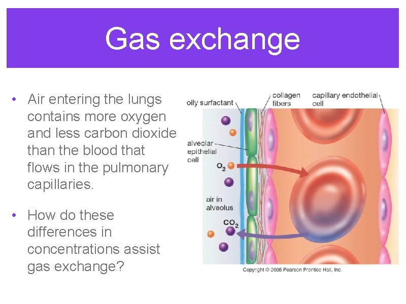 Gas exchange • Air entering the lungs contains more oxygen and less carbon dioxide