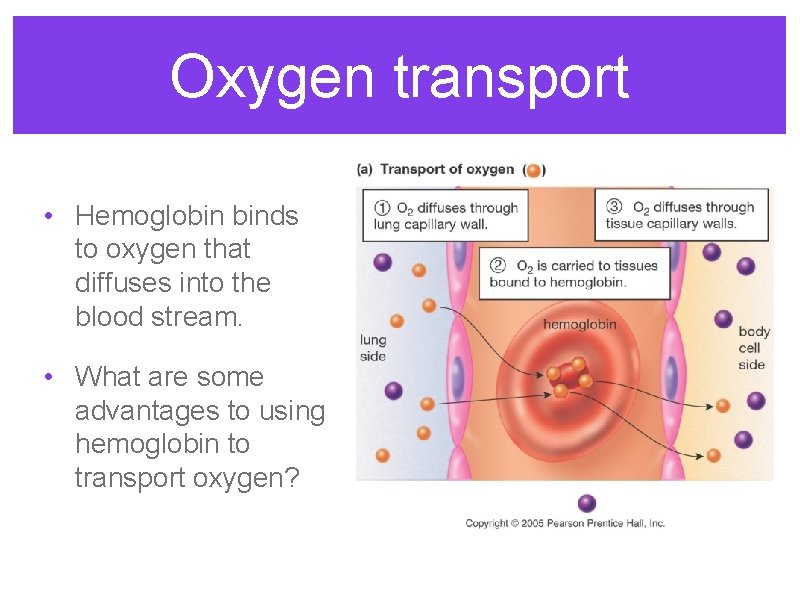 Oxygen transport • Hemoglobin binds to oxygen that diffuses into the blood stream. •