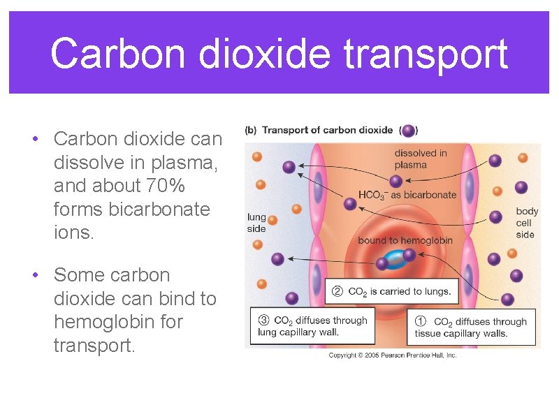 Carbon dioxide transport • Carbon dioxide can dissolve in plasma, and about 70% forms