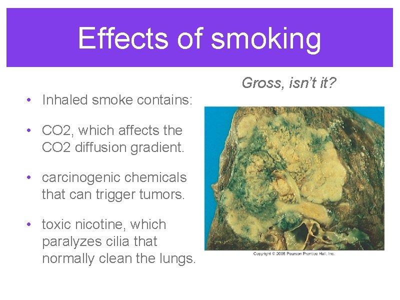 Effects of smoking Gross, isn’t it? • Inhaled smoke contains: • CO 2, which