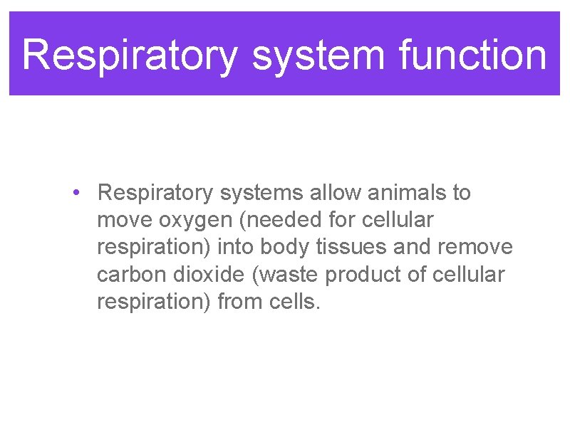 Respiratory system function • Respiratory systems allow animals to move oxygen (needed for cellular