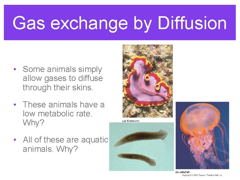Gas exchange by Diffusion • Some animals simply allow gases to diffuse through their
