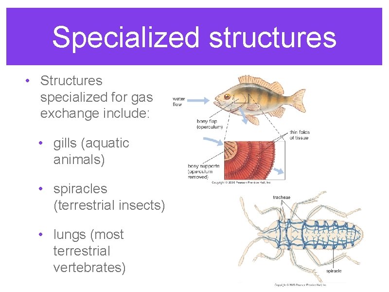 Specialized structures • Structures specialized for gas exchange include: • gills (aquatic animals) •