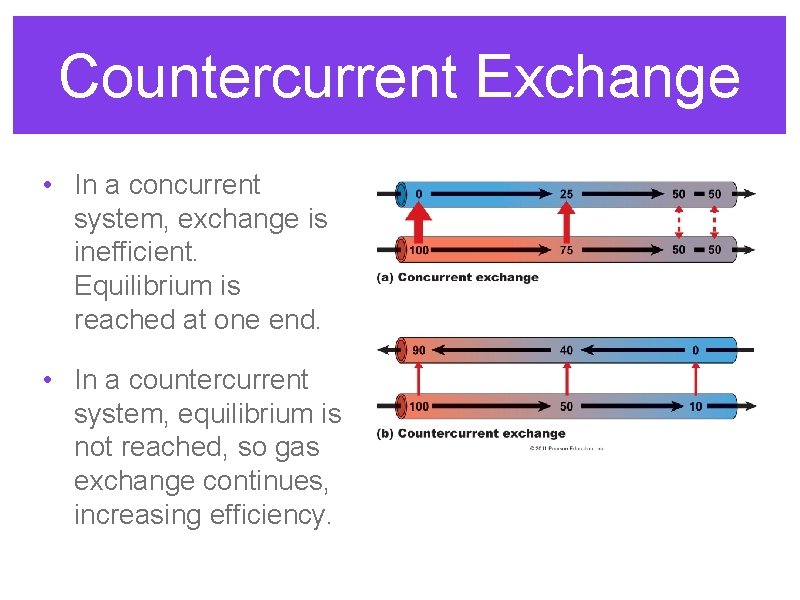 Countercurrent Exchange • In a concurrent system, exchange is inefficient. Equilibrium is reached at