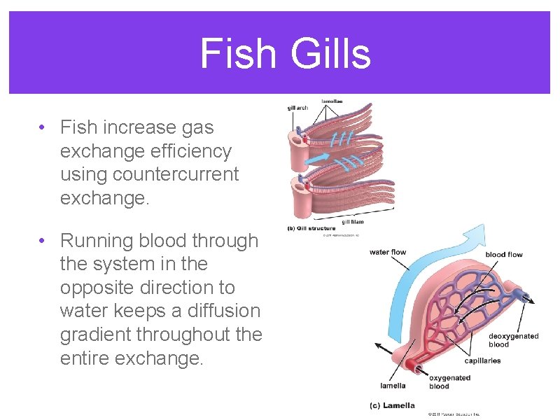 Fish Gills • Fish increase gas exchange efficiency using countercurrent exchange. • Running blood