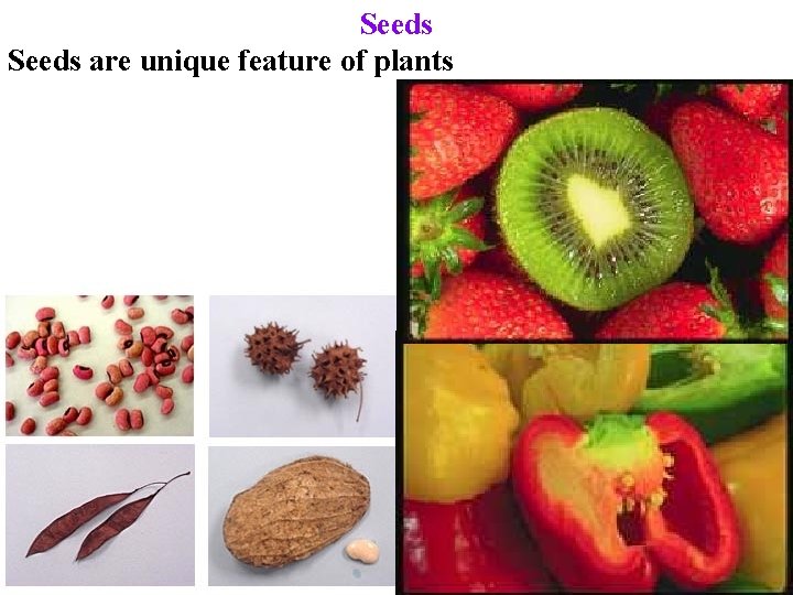 Seeds are unique feature of plants 