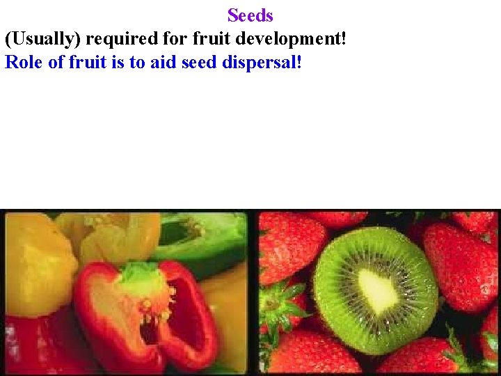 Seeds (Usually) required for fruit development! Role of fruit is to aid seed dispersal!
