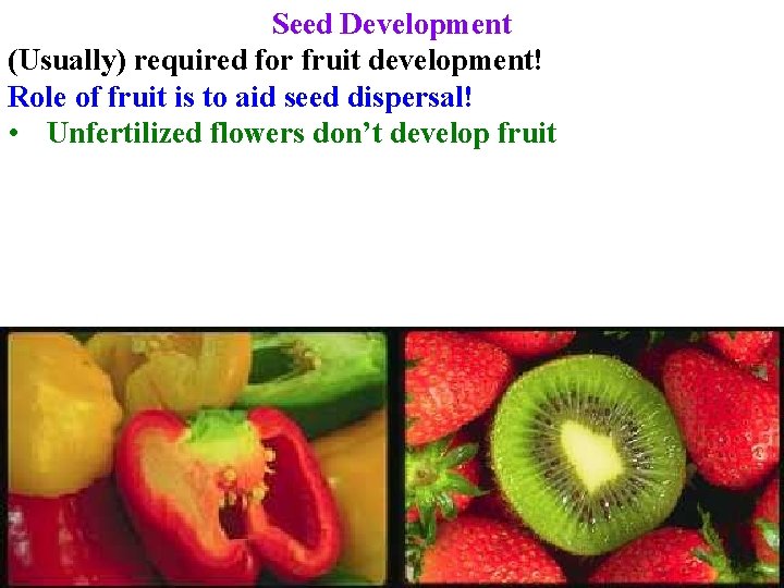 Seed Development (Usually) required for fruit development! Role of fruit is to aid seed