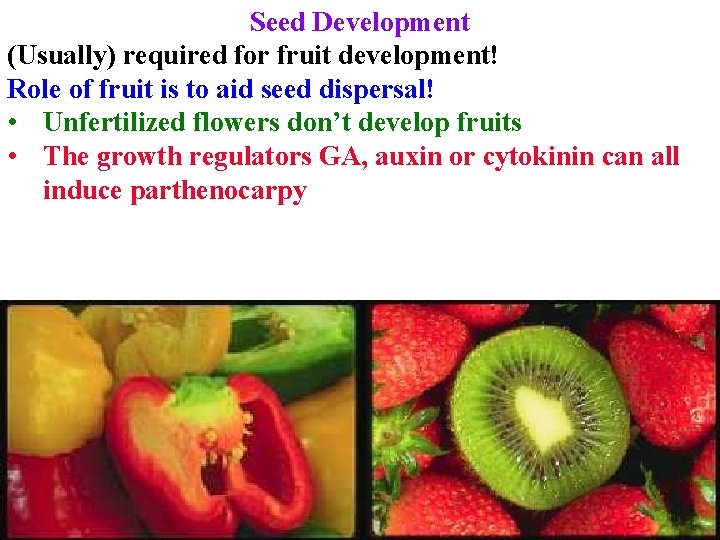 Seed Development (Usually) required for fruit development! Role of fruit is to aid seed