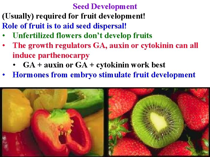 Seed Development (Usually) required for fruit development! Role of fruit is to aid seed