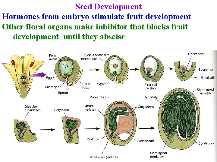 Seed Development Hormones from embryo stimulate fruit development Other floral organs make inhibitor that