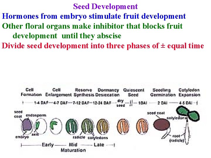 Seed Development Hormones from embryo stimulate fruit development Other floral organs make inhibitor that
