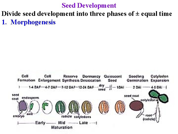 Seed Development Divide seed development into three phases of ± equal time 1. Morphogenesis