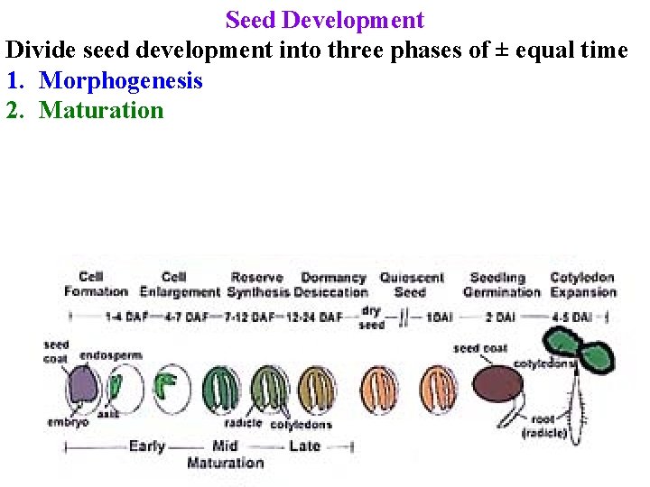 Seed Development Divide seed development into three phases of ± equal time 1. Morphogenesis