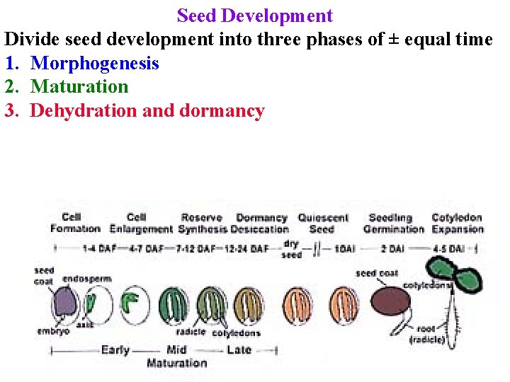 Seed Development Divide seed development into three phases of ± equal time 1. Morphogenesis
