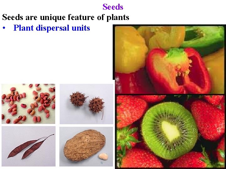 Seeds are unique feature of plants • Plant dispersal units 