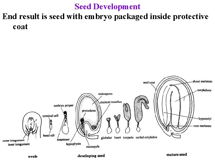 Seed Development End result is seed with embryo packaged inside protective coat 