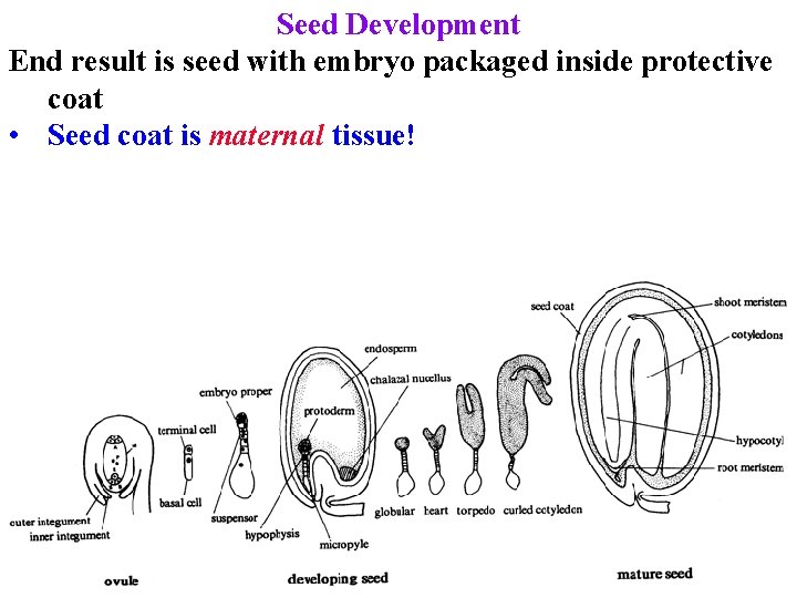 Seed Development End result is seed with embryo packaged inside protective coat • Seed