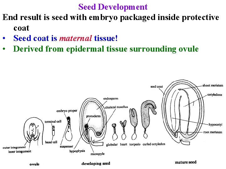 Seed Development End result is seed with embryo packaged inside protective coat • Seed