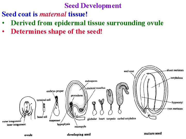 Seed Development Seed coat is maternal tissue! • Derived from epidermal tissue surrounding ovule