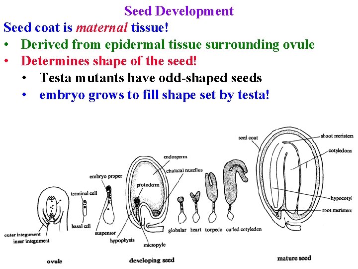 Seed Development Seed coat is maternal tissue! • Derived from epidermal tissue surrounding ovule