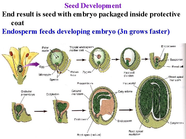 Seed Development End result is seed with embryo packaged inside protective coat Endosperm feeds