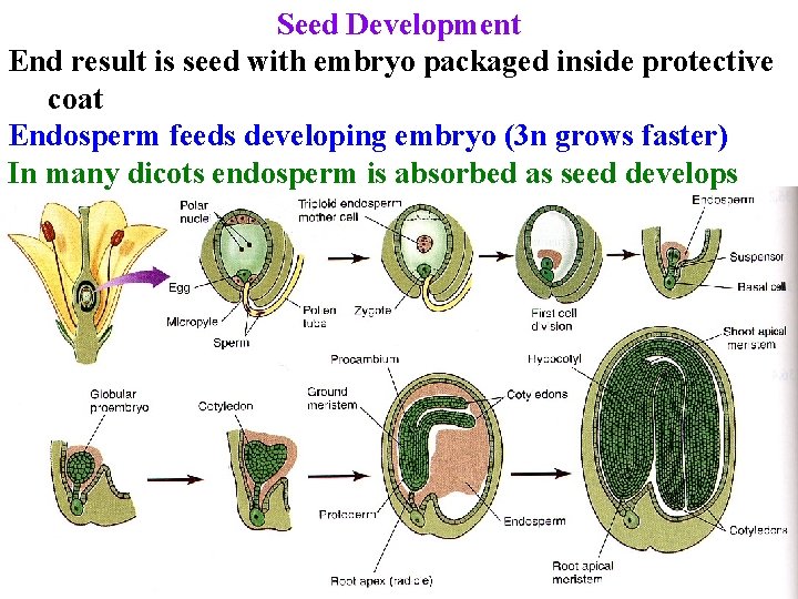 Seed Development End result is seed with embryo packaged inside protective coat Endosperm feeds