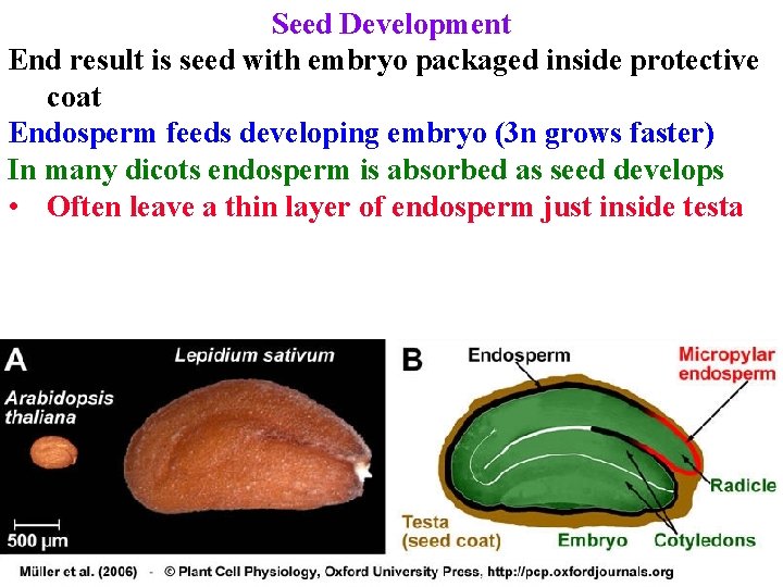 Seed Development End result is seed with embryo packaged inside protective coat Endosperm feeds