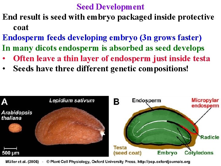 Seed Development End result is seed with embryo packaged inside protective coat Endosperm feeds