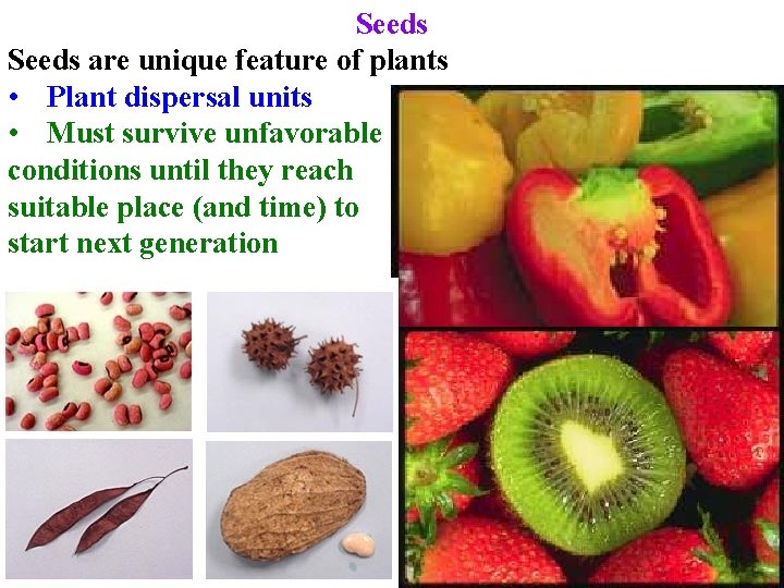 Seeds are unique feature of plants • Plant dispersal units • Must survive unfavorable
