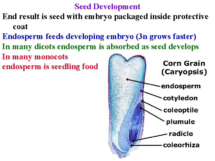 Seed Development End result is seed with embryo packaged inside protective coat Endosperm feeds
