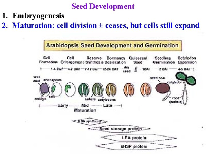 Seed Development 1. Embryogenesis 2. Maturation: cell division ± ceases, but cells still expand