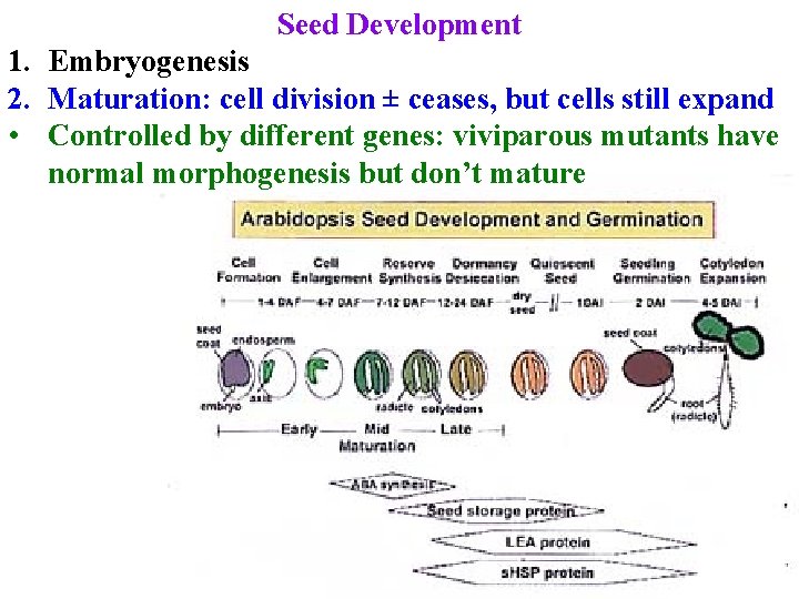 Seed Development 1. Embryogenesis 2. Maturation: cell division ± ceases, but cells still expand