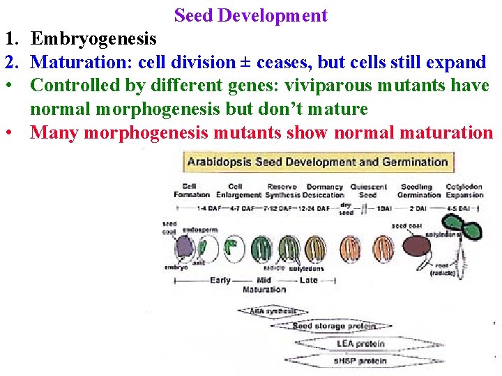 Seed Development 1. Embryogenesis 2. Maturation: cell division ± ceases, but cells still expand
