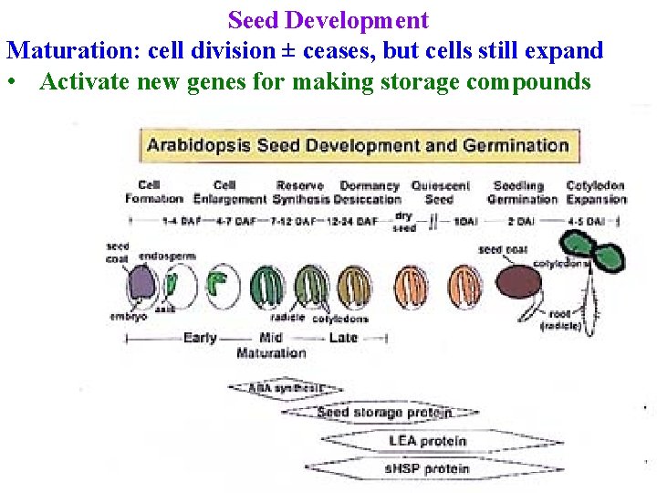 Seed Development Maturation: cell division ± ceases, but cells still expand • Activate new
