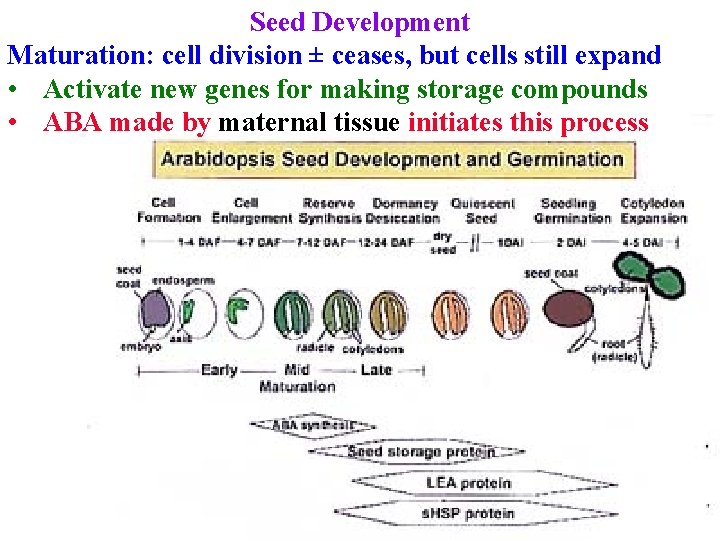 Seed Development Maturation: cell division ± ceases, but cells still expand • Activate new