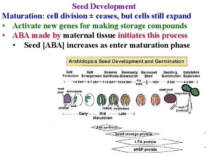 Seed Development Maturation: cell division ± ceases, but cells still expand • Activate new