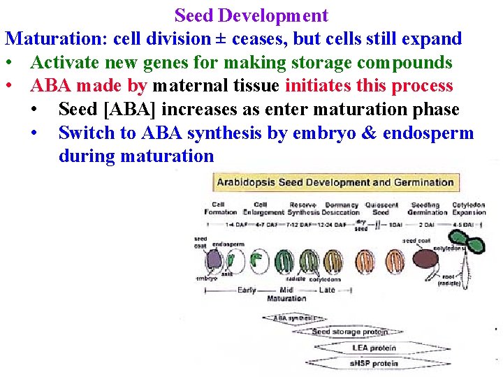 Seed Development Maturation: cell division ± ceases, but cells still expand • Activate new