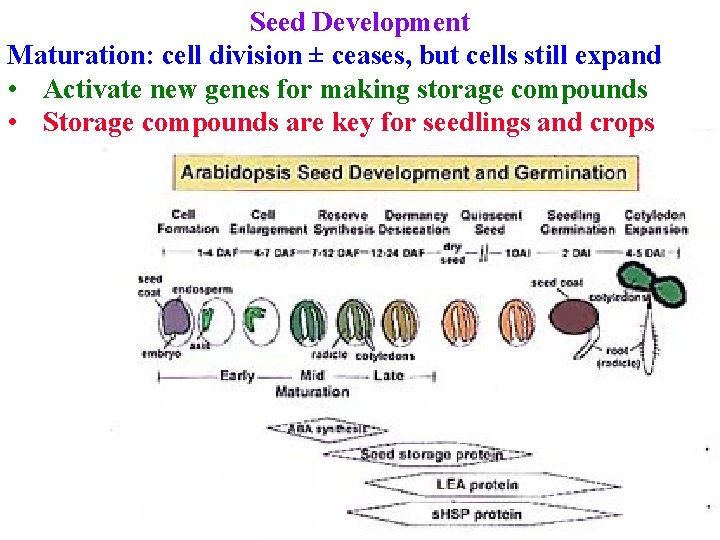 Seed Development Maturation: cell division ± ceases, but cells still expand • Activate new