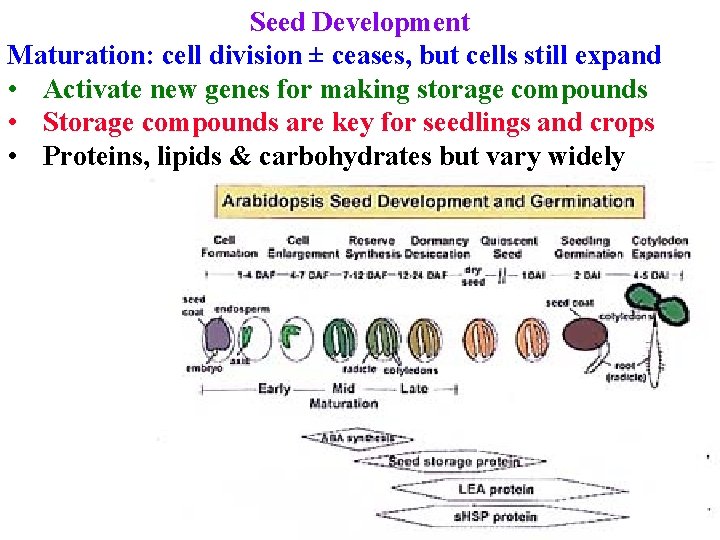 Seed Development Maturation: cell division ± ceases, but cells still expand • Activate new