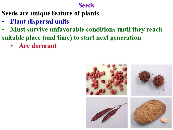 Seeds are unique feature of plants • Plant dispersal units • Must survive unfavorable